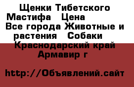 Щенки Тибетского Мастифа › Цена ­ 90 000 - Все города Животные и растения » Собаки   . Краснодарский край,Армавир г.